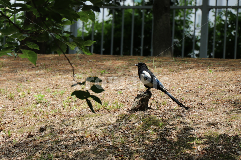 새,조류,까치,설날,길조,동물,animal,조류,새,birds
