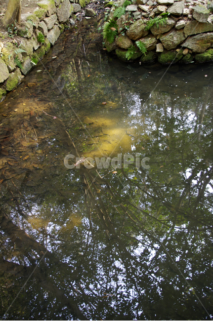 나무,식물,tree,자연,plant,nature,반영,물,water