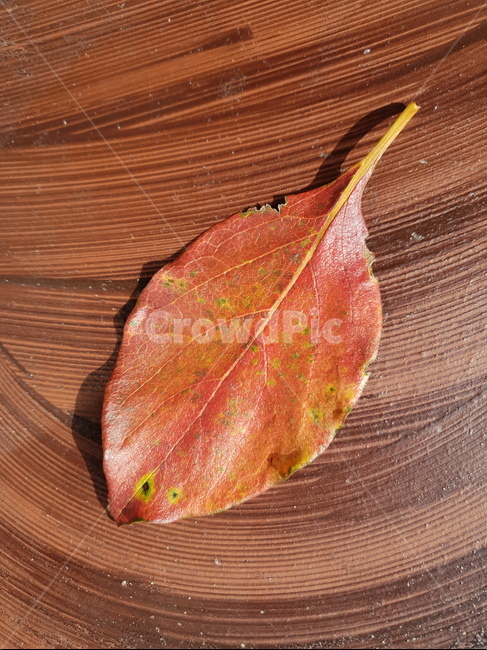 자연,가을,나뭇잎,단풍,잎,시골,식물,plant,leaf,가을,계절,fall,autumn,season,veins,정맥