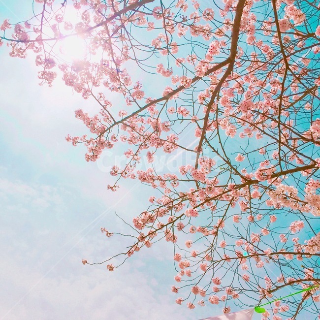 봄,벚꽃,꽃,하늘,감성사진,풍경,힐링,휴식,자연,축제,분홍빛,분홍,감성