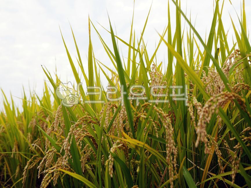 paddy,field,필드,vegetation,nature,자연,paddyfield,농장,논,벼,가을,이삭,쌀,추석,들판,곡식,식량,농업,수확,rice,harvest,autumn,farming,farm,grain,food,곡물,알갱이,알곡,경작