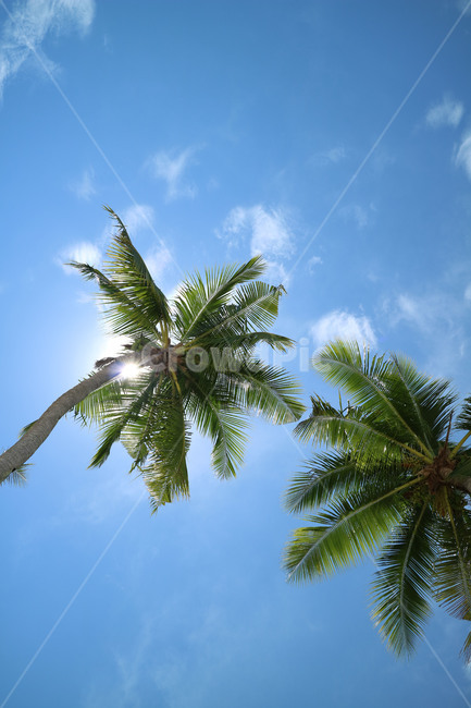해변,야자수,필리핀,팜트리,세부,코코넛,보홀,여행,cebu,plamtree,열대,자연,풍경,nature,landscape,summer,여름,palm tree,tree,나무,plant,식물