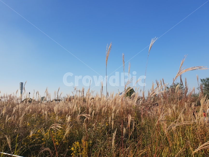갈대,가을,낙엽,단풍,단풍나무,숲,고향,향수,공원,가을,계절,fall,autumn,season,자연,풍경,nature,landscape,grass,잔디,plant,식물,lawn