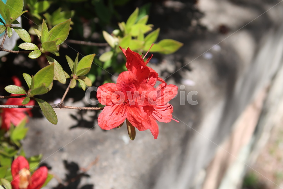 식물,plant,꽃,flower,진달레,식물,자연,plants,nature,꽃,flower