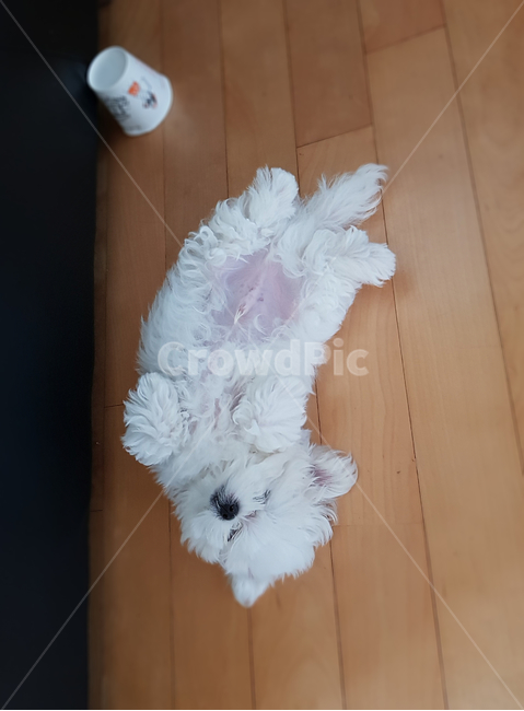 바닥,반려동물,애완동물,말티즈,강아지,강아지낮잠,낮잠,귀여움,나른함