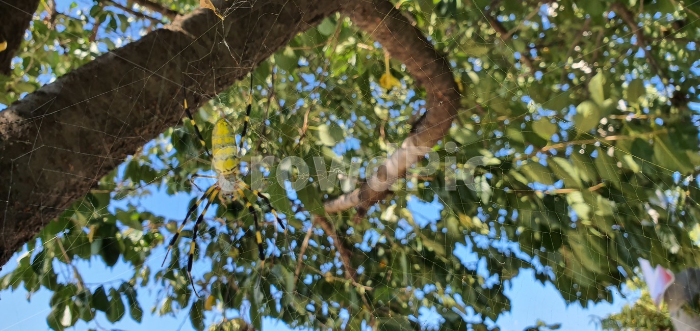 거미,거미줄,곤충,사냥,자연,생물,tree,나무,plant,식물