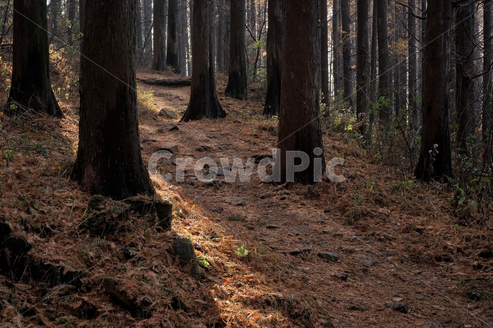 초겨울,숲,메타세콰이어,나무,자연,woods,forest,nature,trail,latefall,walkway,trees,season,stroll,park,sunshine,그림자,shadow,식물,자연,plants,nature,나무,trees,wood