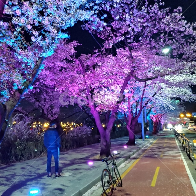 벚꽃,여의도한강벚꽃축제,야경,배경화면,힐링