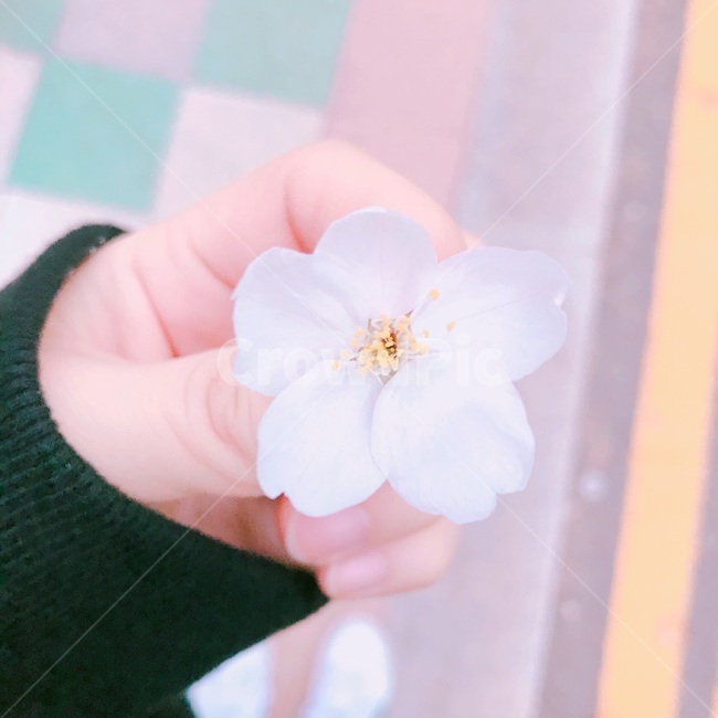 봄,벚꽃,식물,spring,cherryblossom,꽃,flower
