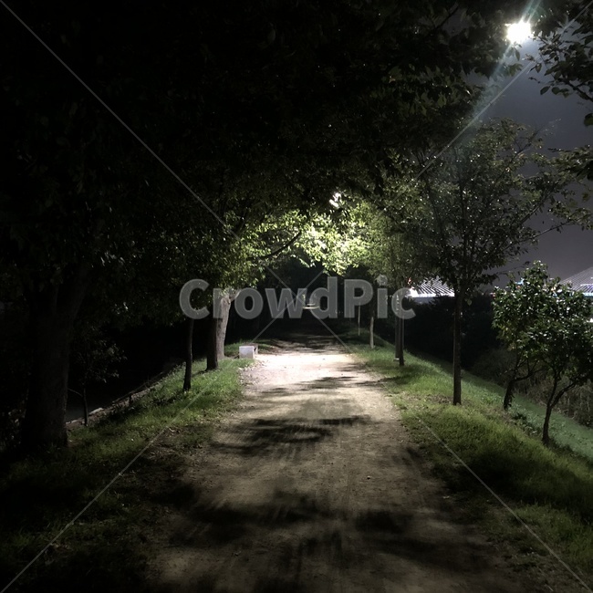 flare,플레어,light,빛,공원,강변,나무,야경,밤,풍경,nightscape,night,landscape