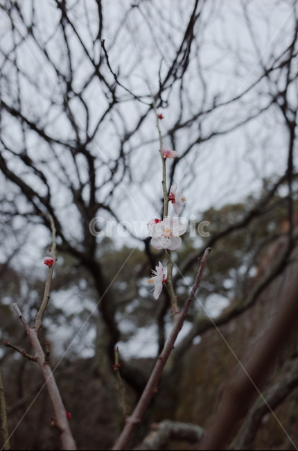 plant,식물,꽃,나무,자연