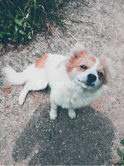 강아지,개,자연,동물,기쁨,동물,animal,포유류,mammal,개,강아지,dog,doggy