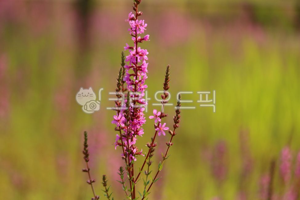 식물,plant,꽃,flower,털부처꽃