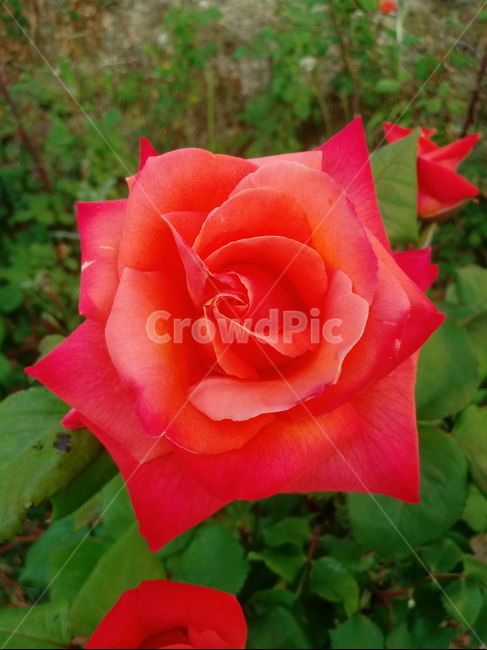 장미,장미꽃,플라워,식물,flower,로즈,꽃
