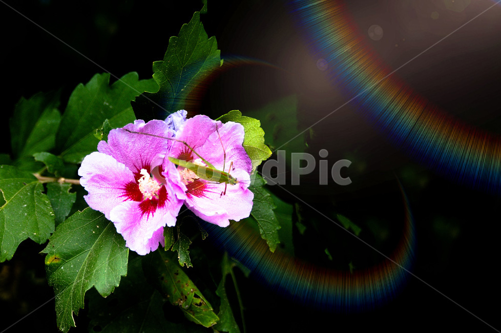 자연,봄,식물,무궁화,꽃,한국의꽃,여치,곤충,상생,꽃,flower