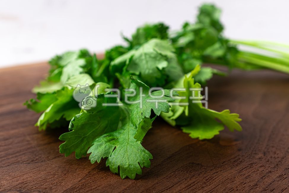 고수,허브,향신료,미나리,채소,야채,잎,줄기,양념,날것,음식,식사,식품,식료품,재료,식재료,음식재료,클로즈업,신선한