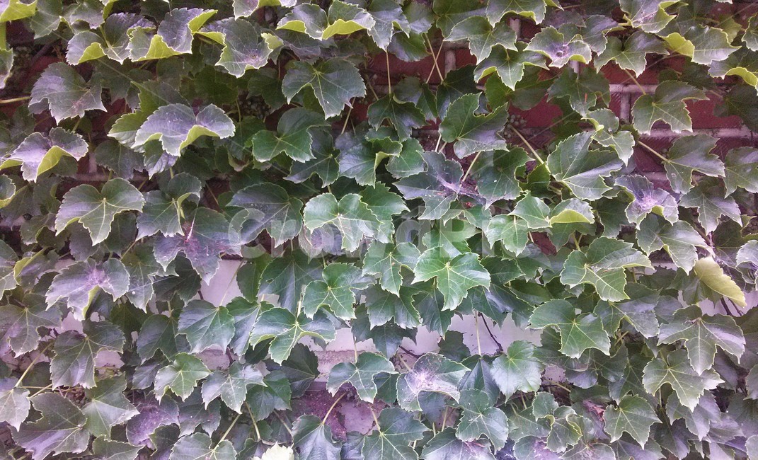 식물,plant,잎,leaf,담벼락,담쟁이,wall,ivy