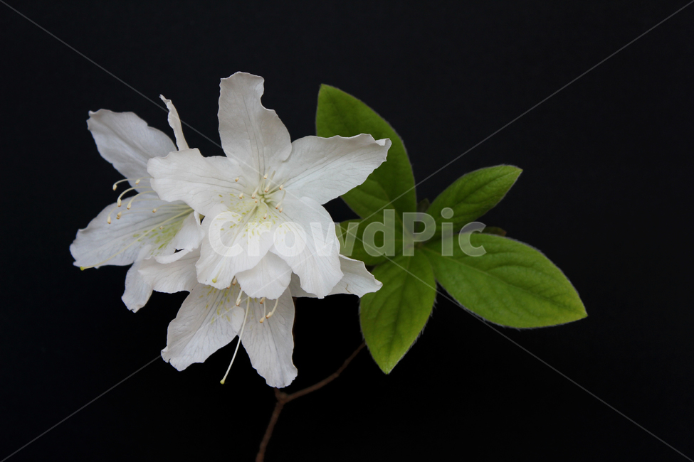 azaleas,azaleasflowers,closeup,decoration,detail,flower,fresh,green,leaf,leaves,macro,natural,nature,plant,royalazaleablossom,whiteazaleasflowers,철쭉,철쭉꽃,클로즈업,디테일,꽃,신선한,그린,녹색,잎,나뭇잎,잎사귀,자연,식물,플라워,진달래,검은색,검정,블랙,식물,자연,plants,nature,꽃,flower