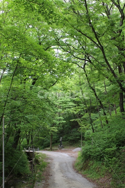 산림욕,숲,황천길,편안함,풍경,감성,자연,풍경,nature,landscape,path,통로,vegetation,초목,plant,식물,tree,나무,outdoors,옥외