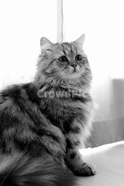 고양이,동물,흑백,귀여움,사랑스런,동물,animal,고양이,cat,kitten,kitty,흑백,모노톤,monochrome,black and white