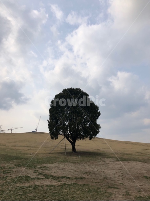 올림픽공원,나홀로나무,잠실,하늘,나무,자연,풍경,nature,landscape,식물,plants,나무,trees,wood,tree,plant