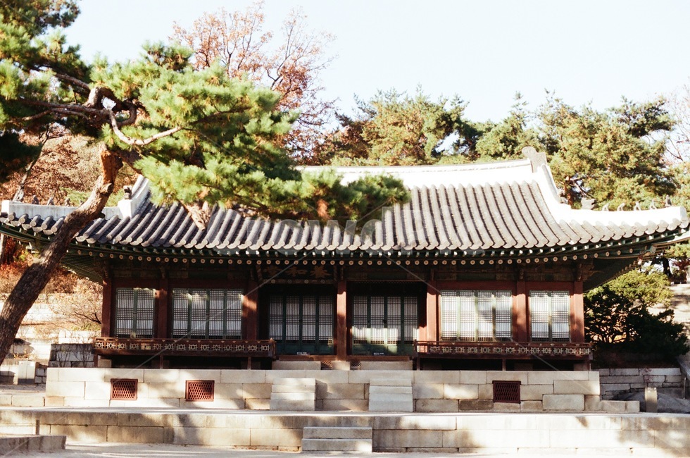 architecture,building,건물,나무,건축물,고궁,궁궐,flim,tree,plant,자연,nature