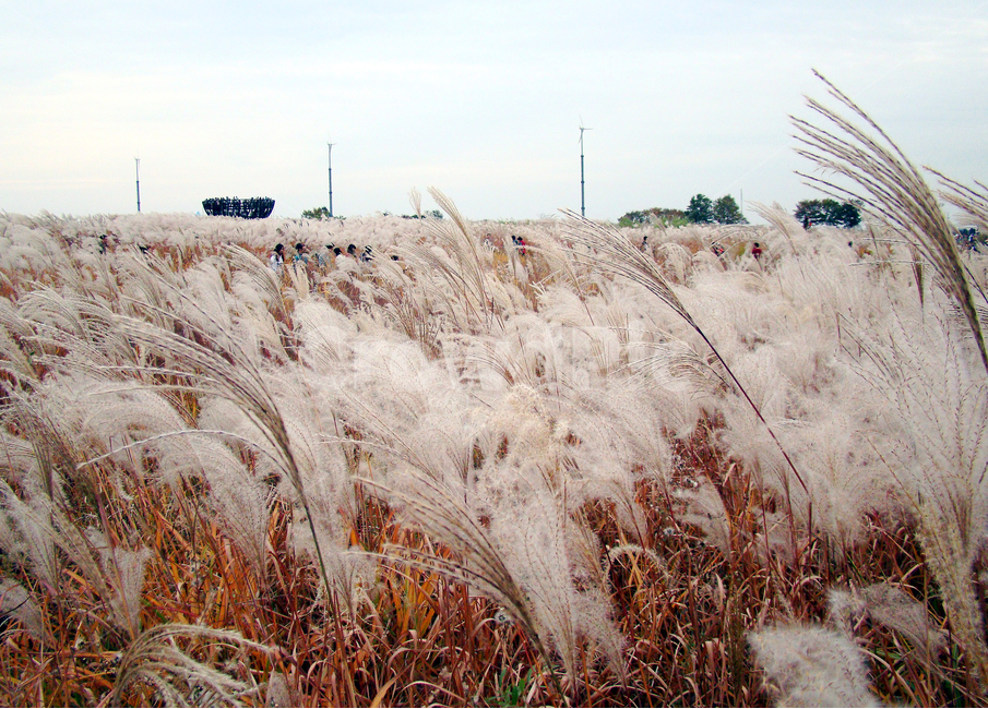 가을,풍경,자연,하늘,억새풀,가을,계절,fall,autumn,season,자연,풍경,nature,landscape,한국자연풍경,한국자연경관,korea nature landscape,plant,식물,grass,잔디,lawn,reed,갈대