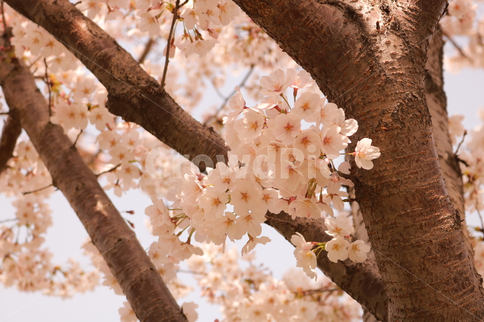 벚꽃,순결,봄,봄꽃,감성,식물,자연,plants,nature,꽃,flower