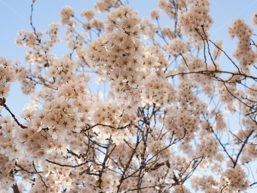 벚꽃,봄,꽃,하얀,spring,cherry,blossom,white,petal