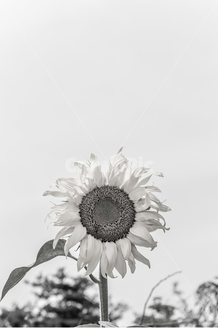 해바라기,꽃,열정,씨앗,바람,식물,여름,계절,summer,season,가을,fall,autumn,식물,자연,plants,nature,꽃,flower,흑백,모노톤,monochrome,black and white,plant