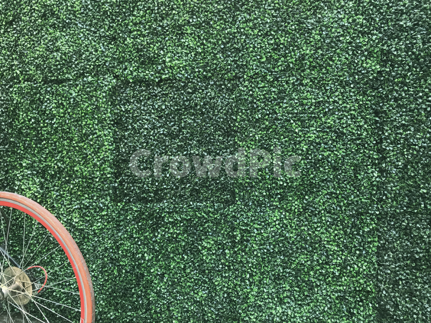 초록색,자전거바퀴,자전거,녹색,식물,담장,텍스처,질감,패턴,texture,pattern