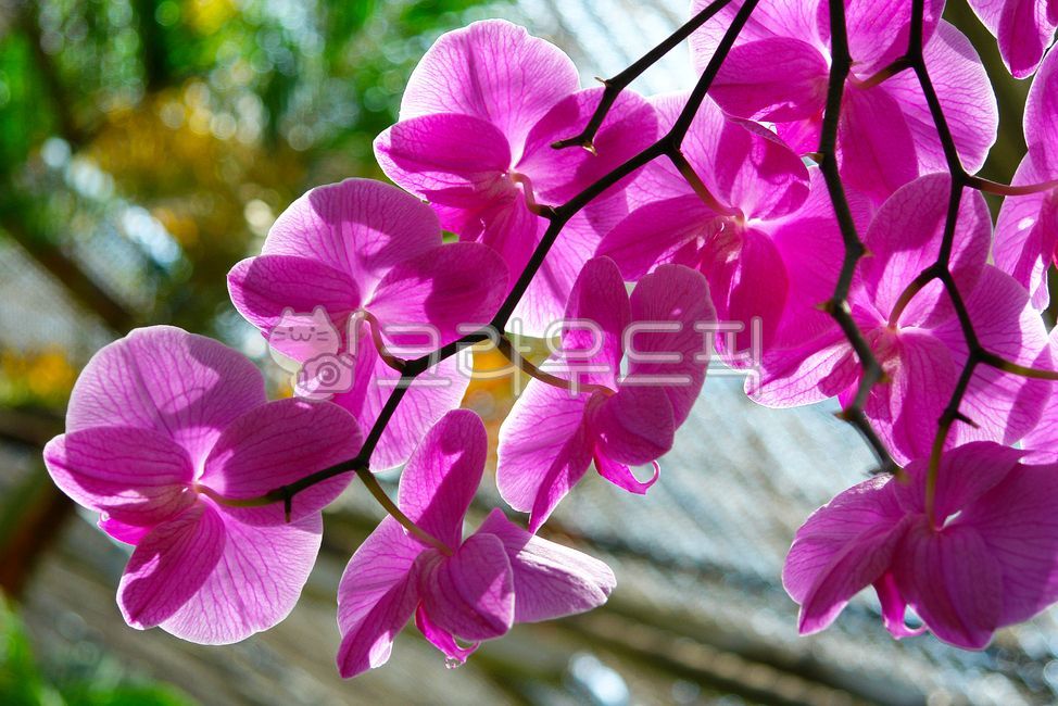 꽃잎,petal,호접란,팔레놉시스,phaelenopsis,orchid,난초,꽃,flower,식물,plants
