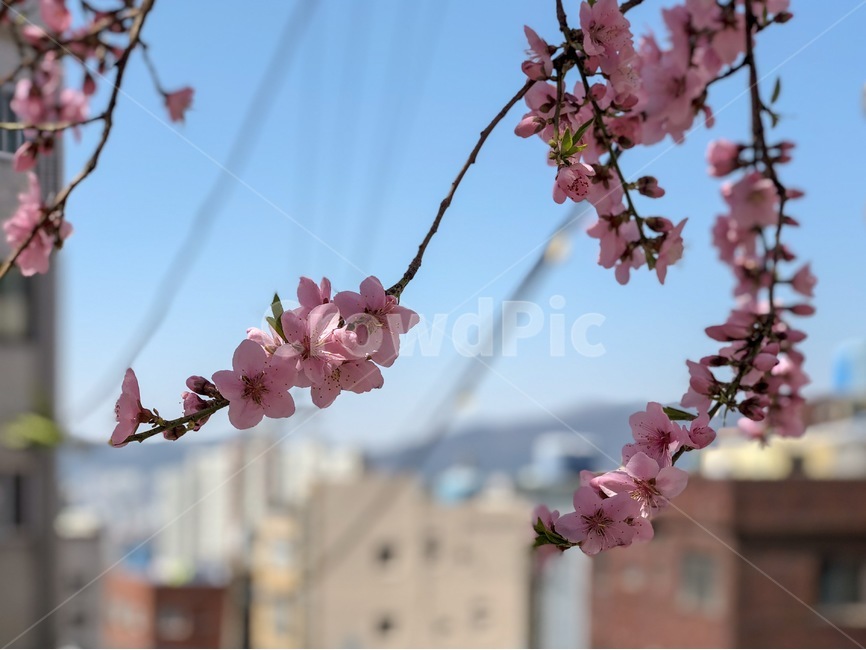 봄,화사한,따뜻한,감성적인,꽃,벚꽃,blossom,flower,plant,cherryblossom