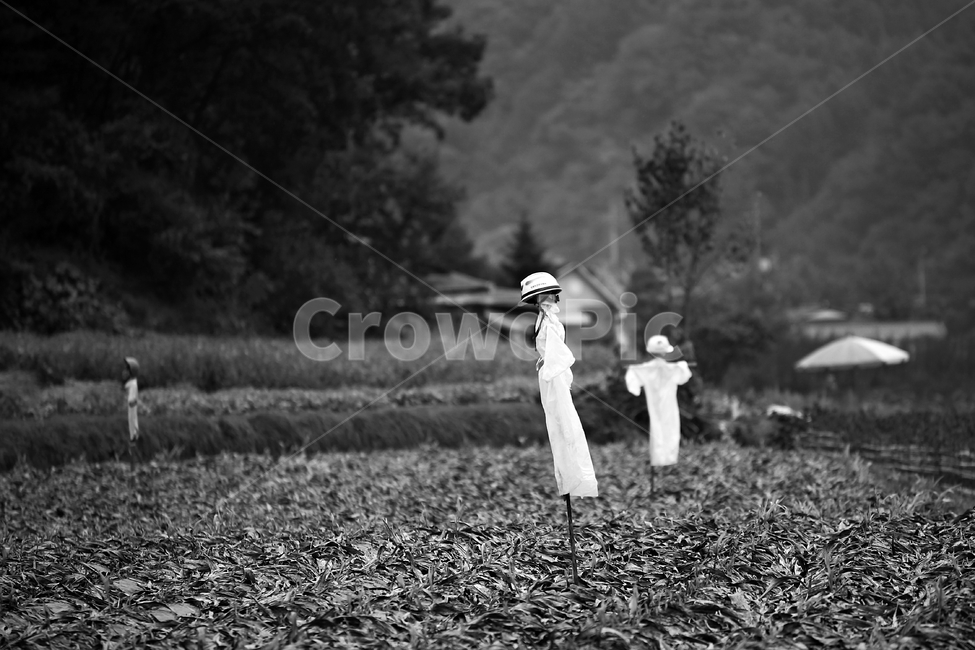 옥수수밭,흑백사진,corn,scarecrow,landscape,시골,마을,풍경,landscape,country,rural,town,흑백,모노톤,monochrome,black and white,산업,industry,industrial,농업,농사,agriculture,farming,farming industry