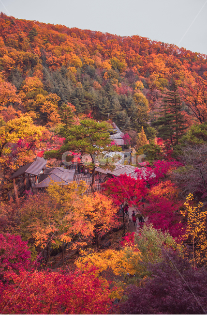 maple,단풍,tree,나무,plant,식물,leaf,잎,human,인간,person,사람,가을,autumn,fall,가을,계절,fall,autumn,season