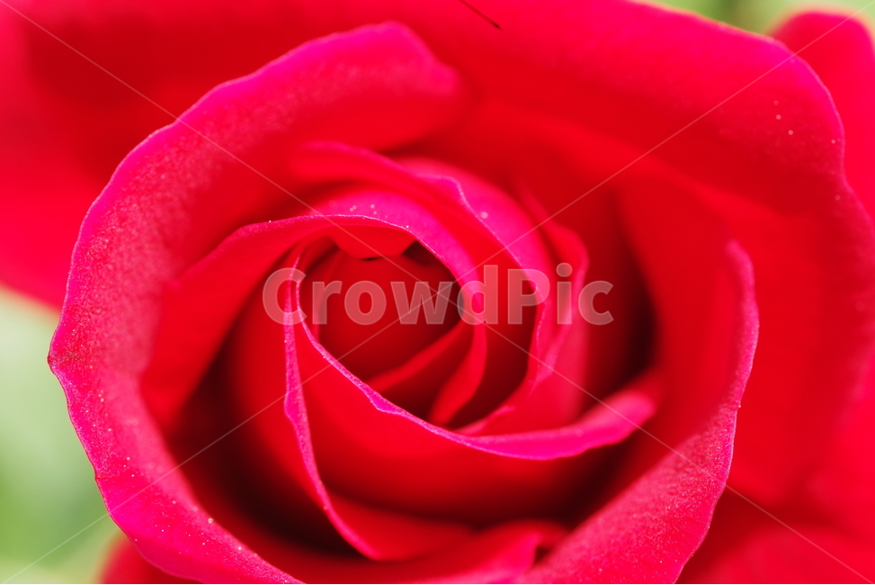 장미,꽃,장미꽃,접사,꽃송이,배경화면,여름,여름꽃,5월,flower,floral,flora,rose,petal,bloom,blossom,may,summer,식물,자연,plants,nature,꽃,flower