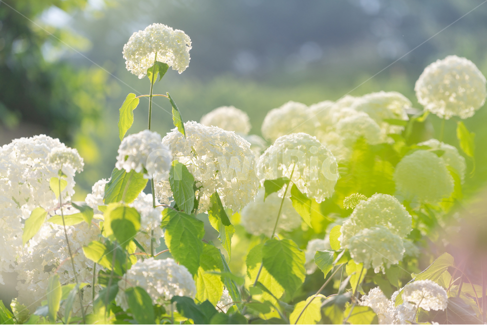 수국,자연,꽃,꽃밭,flowers,natural,식물,자연,plants,nature,꽃,flower,휴식,힐링,rest,relaxation,healing