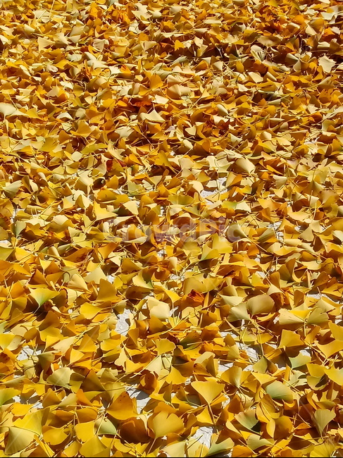 단풍,단풍잎,가을,leaf,잎,plant,식물,계절,fallautumnseason,outdoors,옥외,자연풍경,naturelandscape,낙엽,가을,계절,fall,autumn,season,식물,자연,plants,nature,ground,바닥
