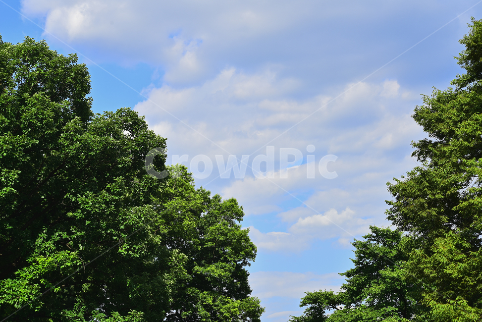 하늘,구름,뭉게구름,청명,맑은날,숲,그린,초록,나무,forest,green,sky,clouds,배경,바탕,백그라운드,background,환경,대기