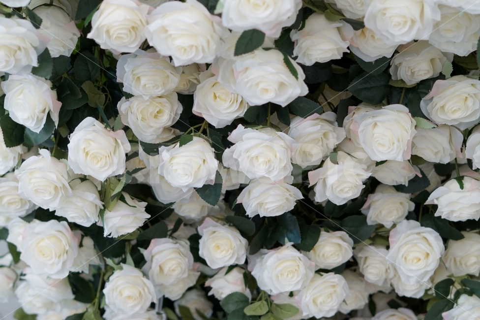 꽃,백장미,장미,flower,rose,white,흰색,하얀색,식물,plant,식물,자연,plants,nature,꽃,flower