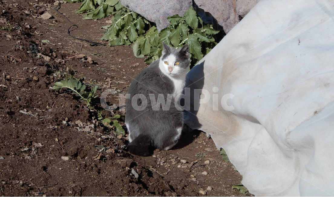 고양이,길고양이,회색,animal,cat
