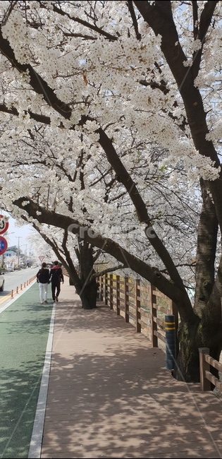 벚꽃,꽃,봄꽃,벚꽃길,안동벚꽂길