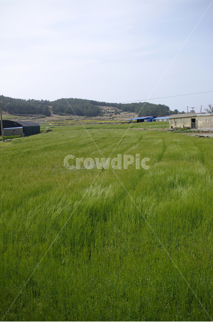 시골,농촌,밭,논,청보리,보리밭,식물,plant,봄,spring,시골,마을,풍경,landscape,country,rural,town