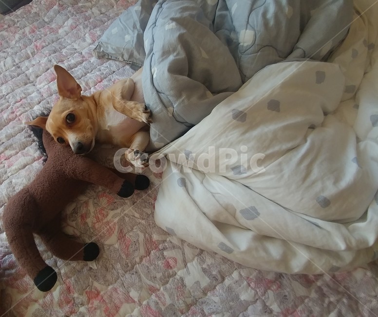 강아지,자는모습,귀여움,개,사람같은모습,동물,animal,포유류,mammal,개,강아지,dog,doggy