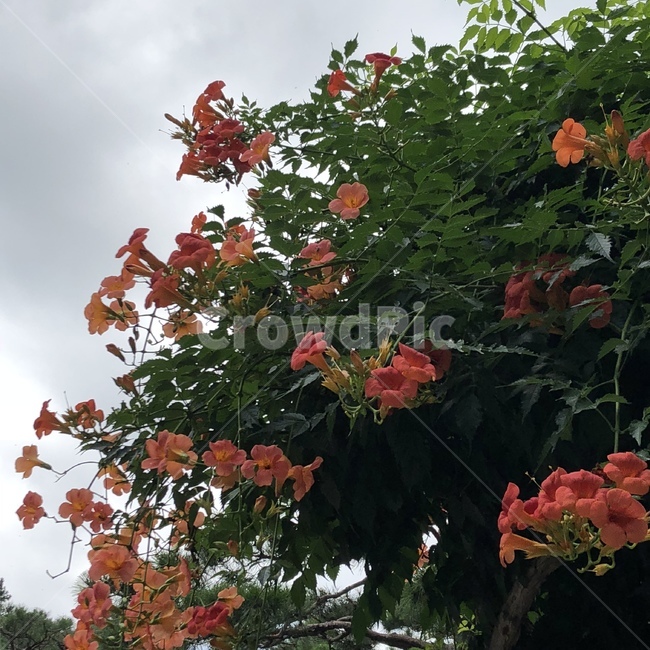 꽃,감성,하늘,자연,flower,식물,자연,plants,nature,꽃,flower
