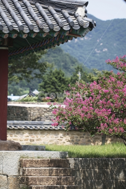 배롱나무,백일홍,목백일홍,한옥,전통가옥,사진,단독사진,디자인,소스,포토,사진자료,배경,배경사진,백그라운드,한국,동양,아시아,전통,풍경,자연,환경,실외,낮,아침,식물,꽃,봉오리,꽃봉오리,잎,꽃잎,꽃나무,6월,7월,여름꽃,아웃포커스,접사,근접,여름,녹색,야외,핑크,분홍,빨강,빨간색,지붕,한국전통,한국문화,korean traditional,korean culture,건축물,건물외관,exterior,building,structure,architecture,construction