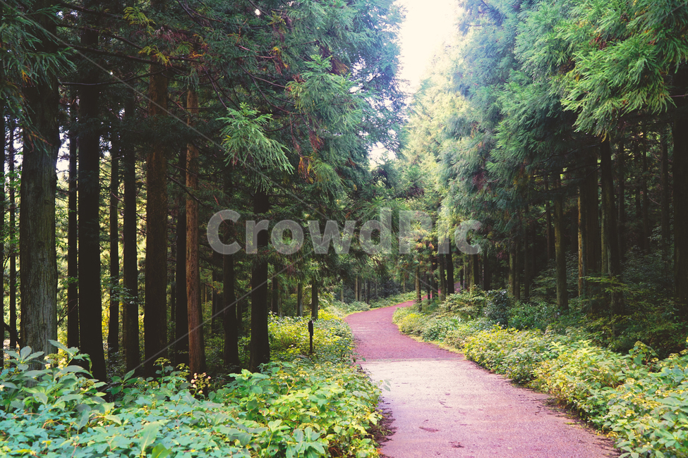 제주도,제주,사려니숲길,jeju,나무,길,path,소나무,자연휴양림,붉은오름,jejudo,jejuisland,자연,풍경,nature,landscape,휴식,힐링,rest,relaxation,healing,tree,plant,식물,통로