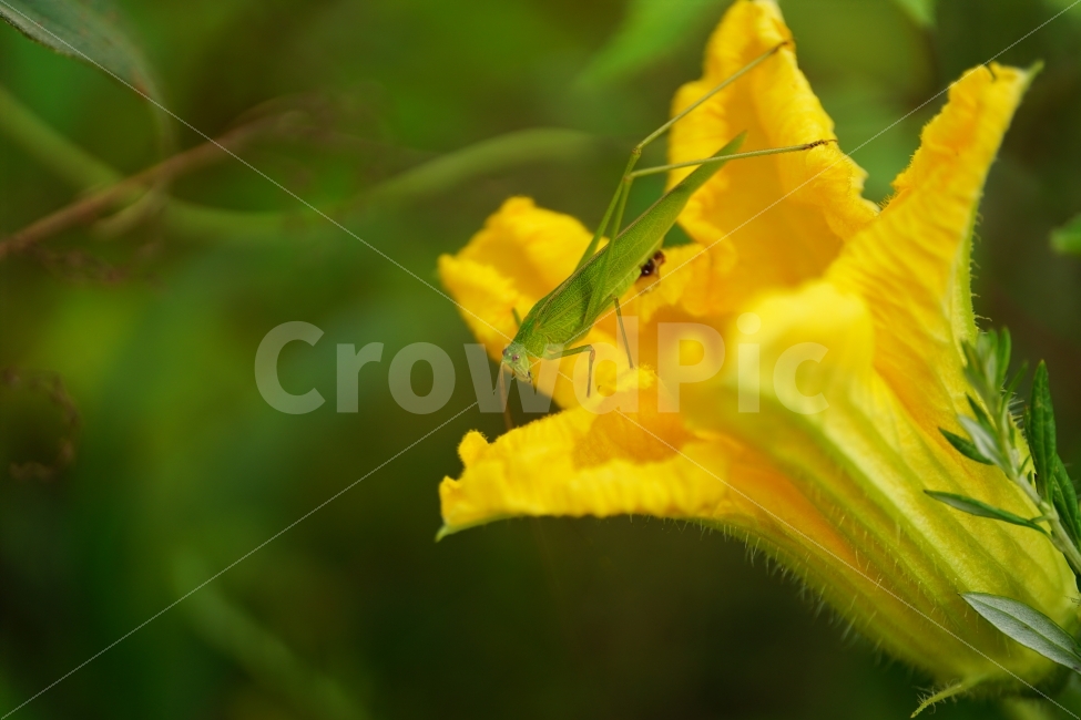 호박꽃,수꽃,노랑꽃,노란꽃,플라워,자연,Pumpkin,Squash,flower,nature,yellow,식물,plant,plants,곤충,벌레,메뚜기,방아깨비,여치,insect,animal,동물,감성,감성사진,힐링,힐링사진,스냅,스냅사진,스넵,스넵사진,snap,snapshot,노랑색,노란색,그린,녹색,연두색,green,접사,macro,화단,꽃밭,밭,9월,September,가을,가을꽃,계절,autumn,fall,season,풍경,landscape,한국의자연,한국자연,korea,식물,자연,plants,nature,꽃,flower,동물,animal,곤충,벌레,insect,bug