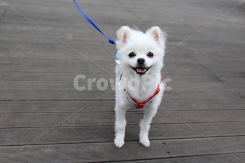 강아지,반려견,dog,친구,산책,walk,귀여움,동물,animal,포유류,mammal,개,강아지,dog,doggy