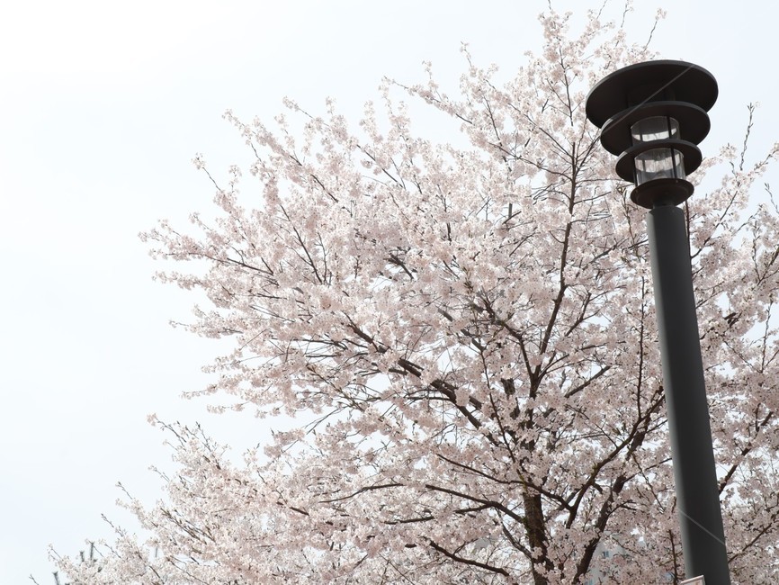 벚꽃,만개,봄,봄꽃,개화,봄,계절,spring,season,plant,식물
